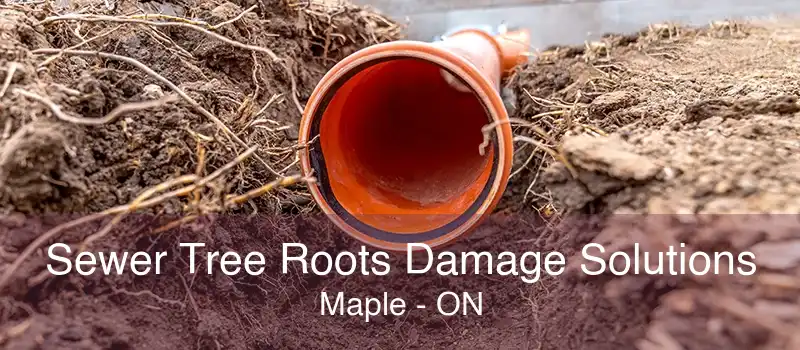 Sewer Tree Roots Damage Solutions Maple - ON